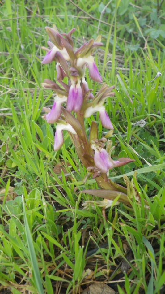 2019-02-01 05 Walk 19 Orchid.JPG