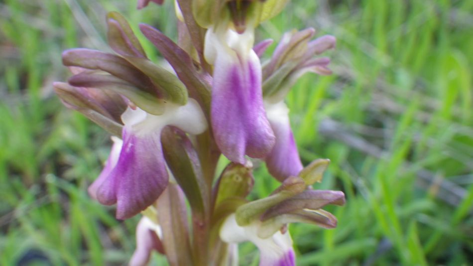 2019-02-01 06 Walk 19 Orchid.JPG