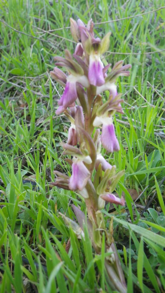 2019-02-01 07 Walk 19 Orchid.JPG