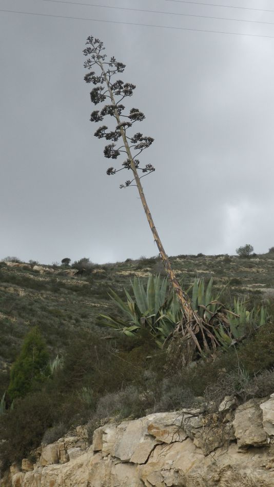 2019-02-01 18 Walk 19 Agave.JPG