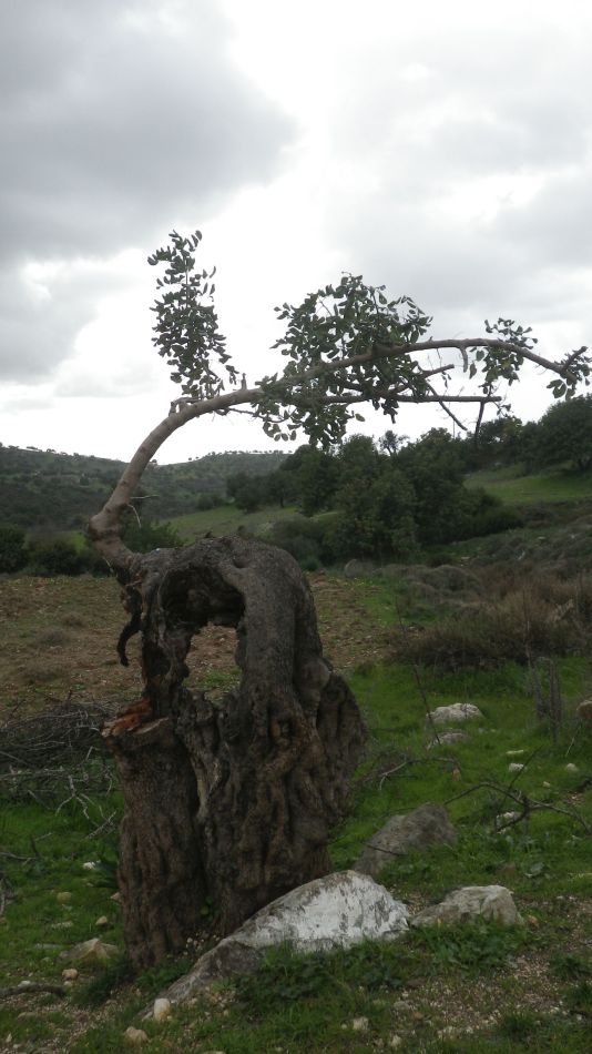2019-02-01 20 Walk 19 Ancient Carob.JPG