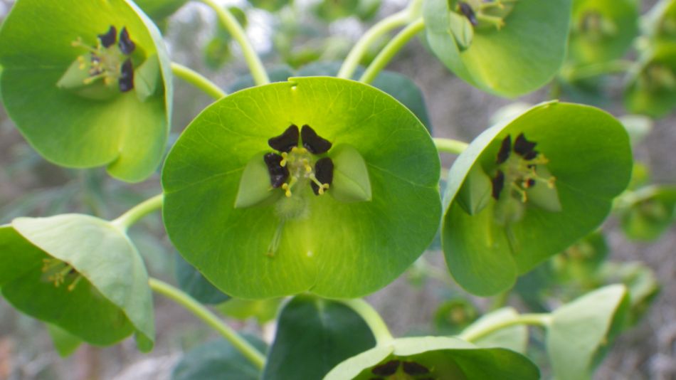 2019-02-01 25 Walk 19 Euphorbia.JPG
