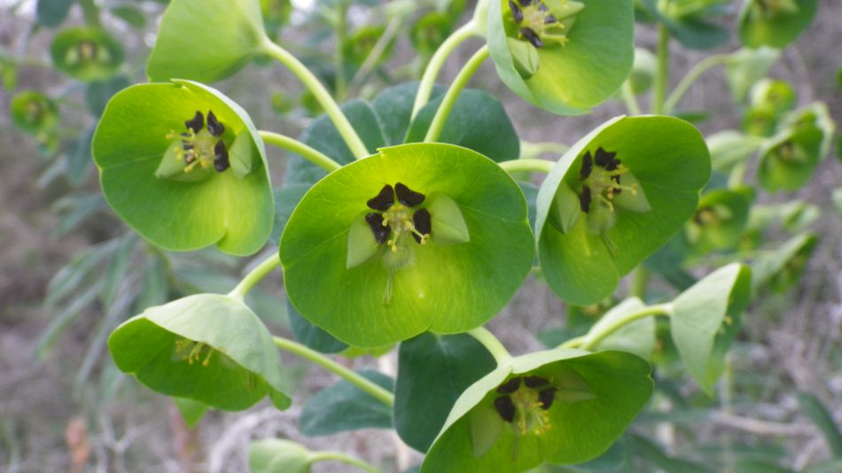 2019-02-01 27 Walk 19 Euphorbia.JPG