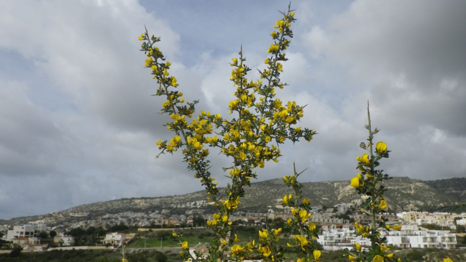 2019-02-01 28 Walk 19 Gorse.JPG