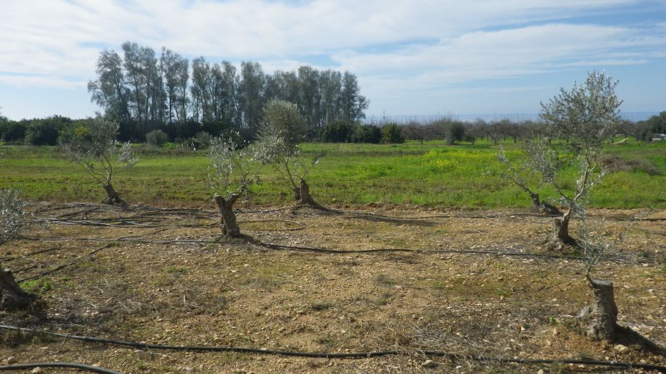 2019-02-04 15 Walk 13 Farm Land.JPG