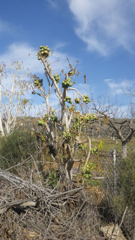 2019-02-04 16 Walk 13 Papaya.JPG
