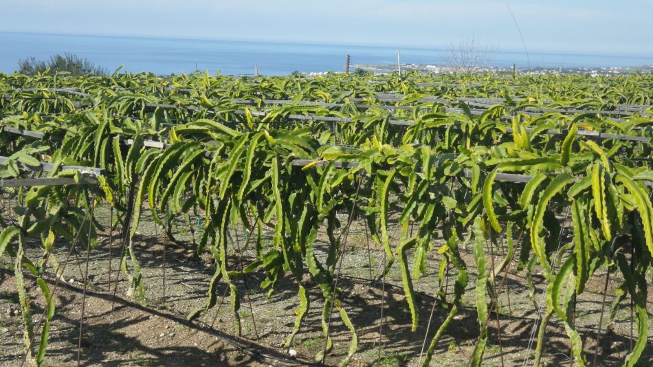 2019-02-04 17 Walk 13 Dragon Fruit Orchard.JPG