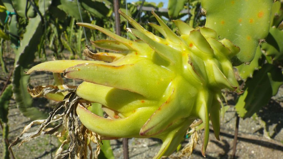 2019-02-04 18 Walk 13 Dragon Fruit.JPG