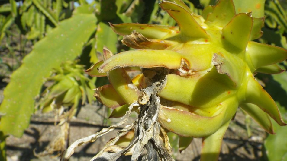 2019-02-04 19 Walk 13 Dragon Fruit.JPG