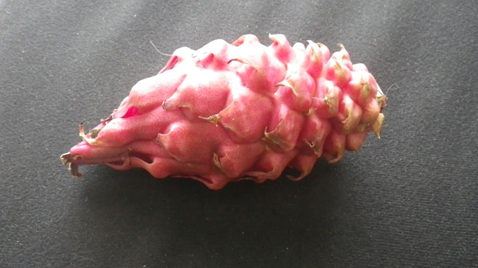 2019-02-04 20 Walk 13 Dragon Fruit from Shop.JPG