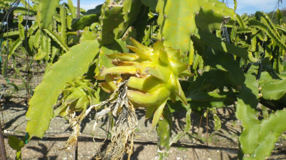 2019-02-04 22 Walk 13 Dragon Fruit.JPG