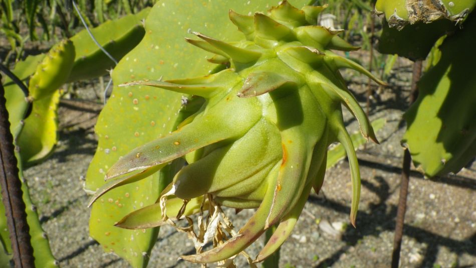 2019-02-04 23 Walk 13 Dragon Fruit.JPG