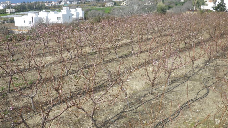 2019-02-04 36 Walk 13 Orchard in Bloom.JPG