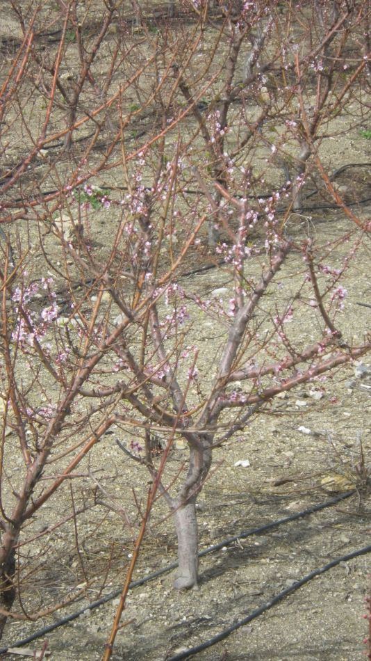 2019-02-04 37 Walk 13 Orchard in Bloom.JPG