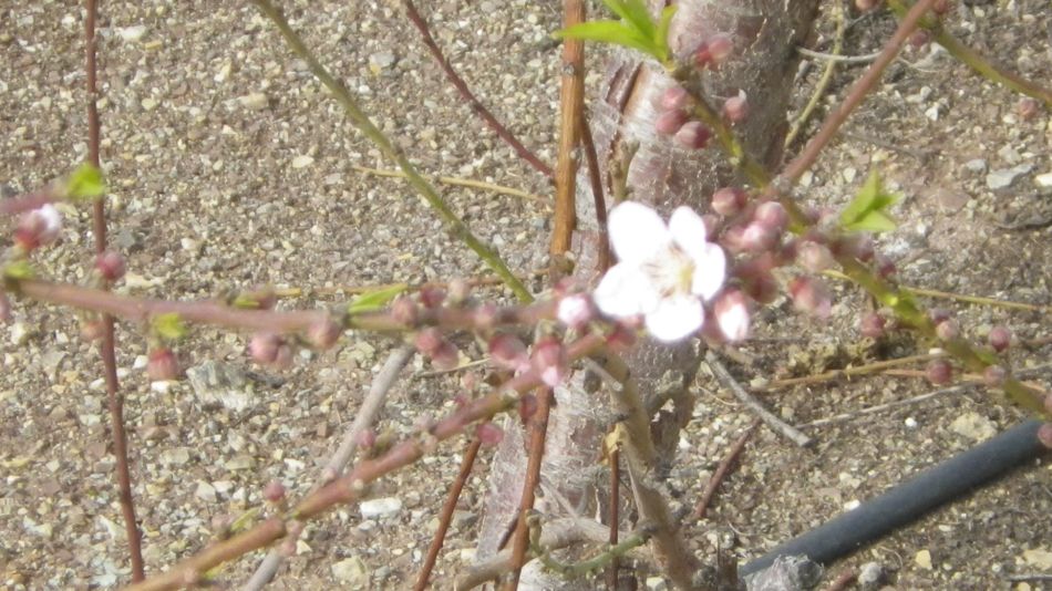 2019-02-04 38 Walk 13 Orchard BloomsOrchard in Bloom.JPG