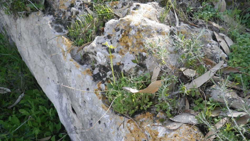 2019-02-11 21 Walk 15 Orchid.JPG