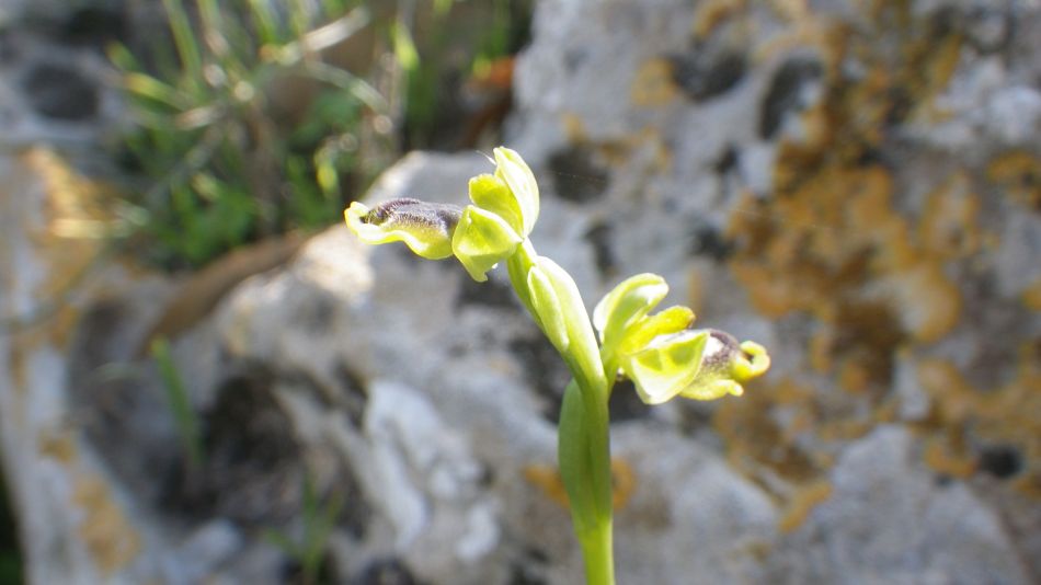 2019-02-11 22 Walk 15 Orchid.JPG