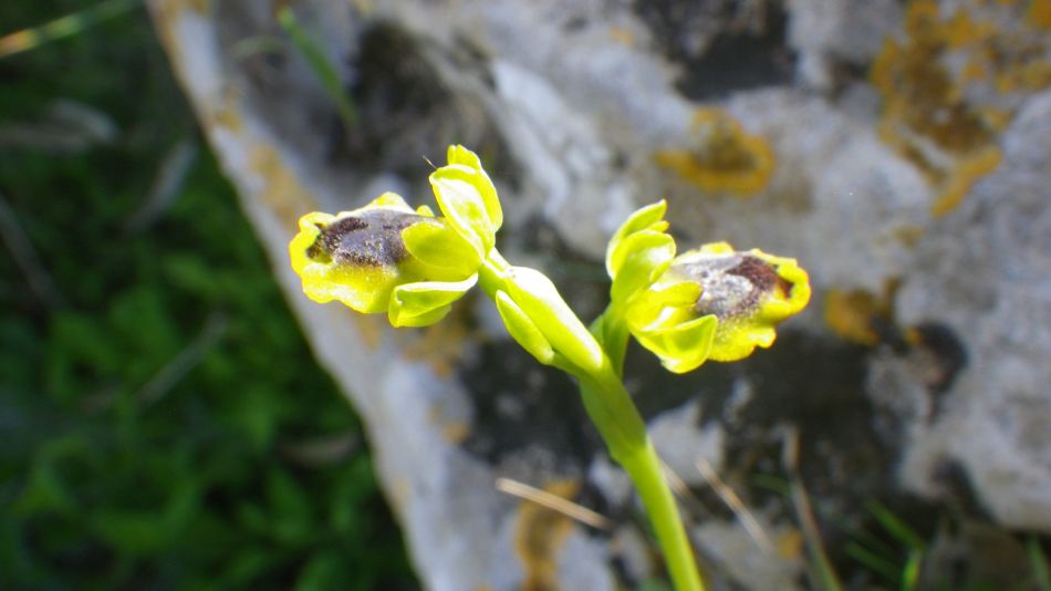 2019-02-11 23 Walk 15 Orchid.JPG