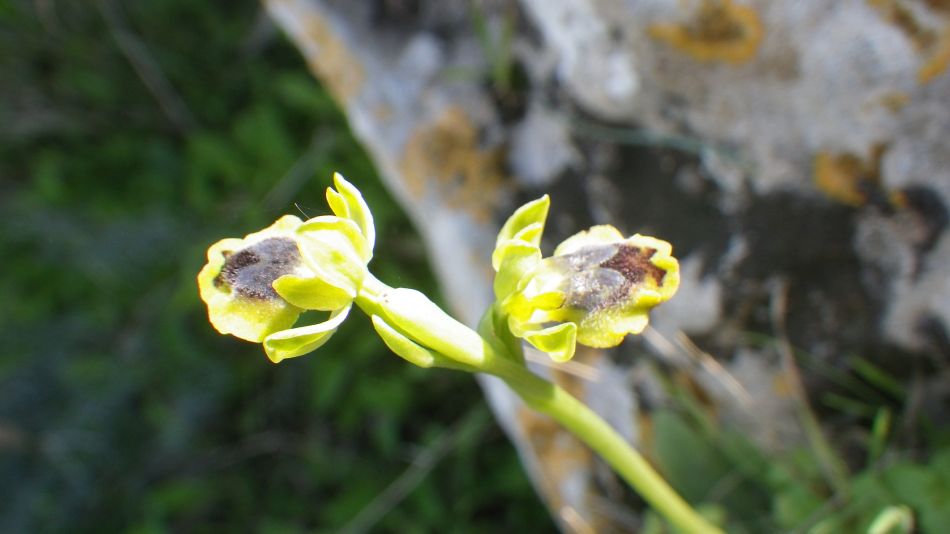 2019-02-11 24 Walk 15 Orchid.JPG