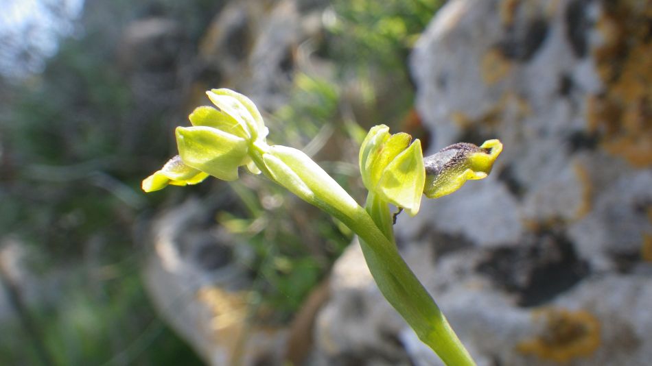 2019-02-11 25 Walk 15 Orchid.JPG