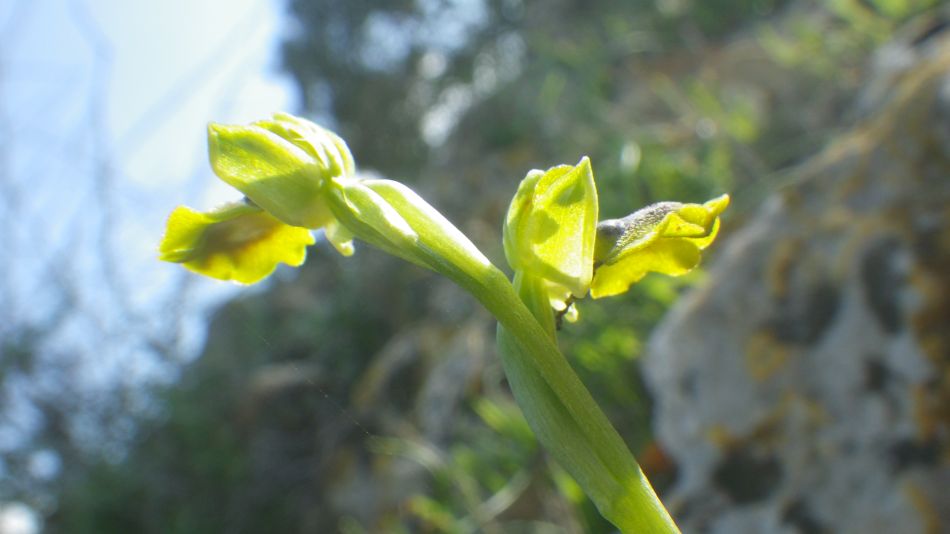 2019-02-11 26 Walk 15 Orchid.JPG