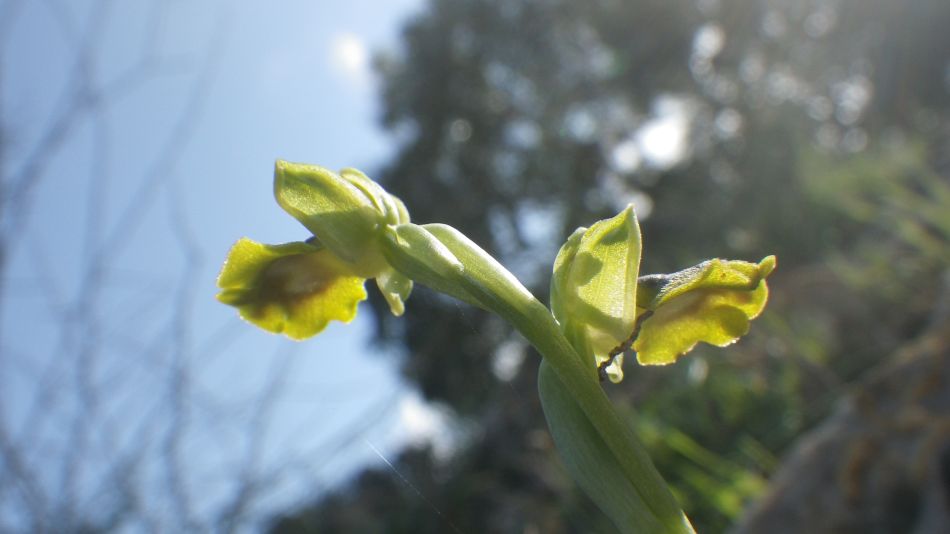 2019-02-11 27 Walk 15 Orchid.JPG