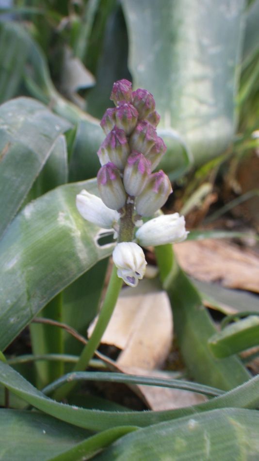 2019-02-11 28 Walk 15 Cilla.JPG