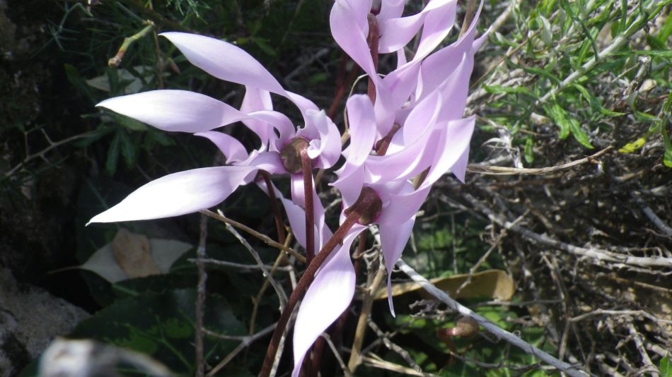 2019-02-11 30 Walk 15 Cyclamen.JPG