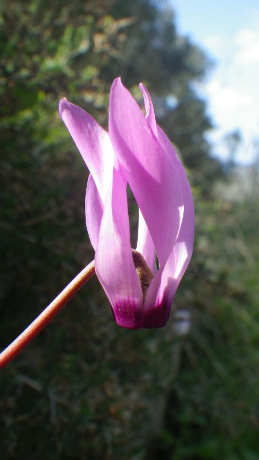 2019-02-11 32 Walk 15 Cyclamen.JPG