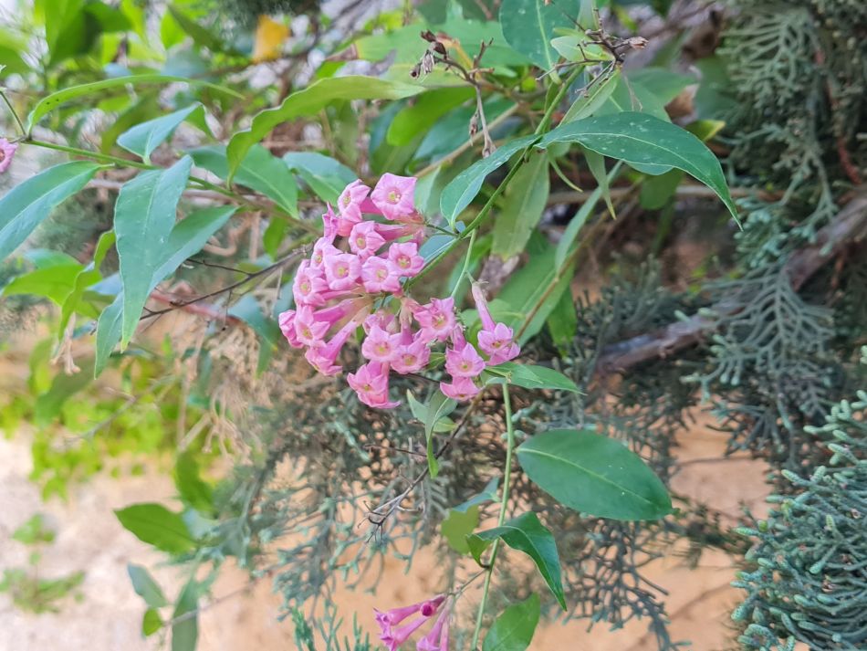 2023-01-28 42 Koili Lempa Coast.jpg