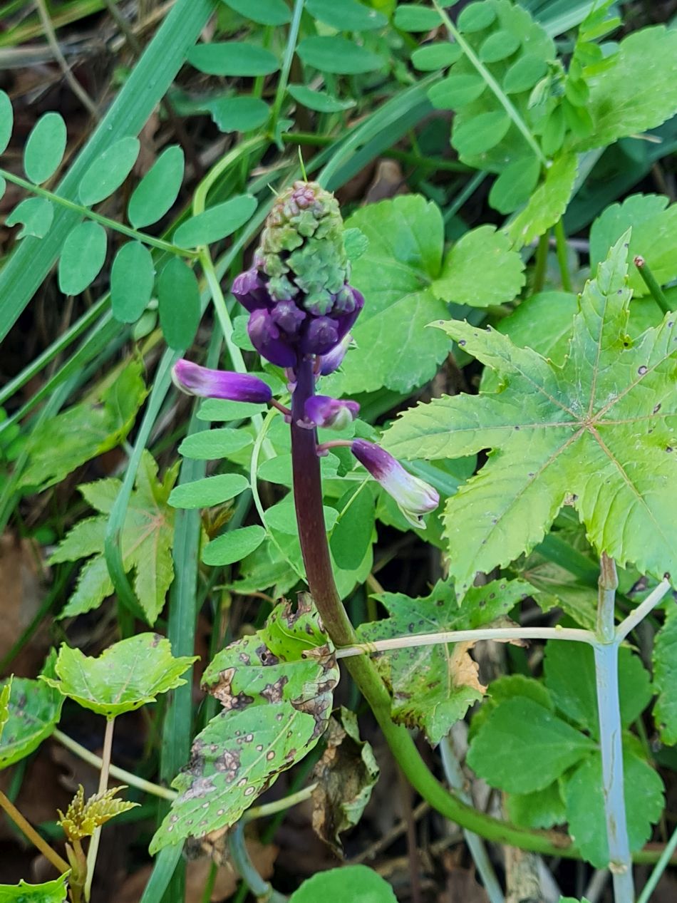 2023-01-28 47 Koili Lempa Coast.jpg