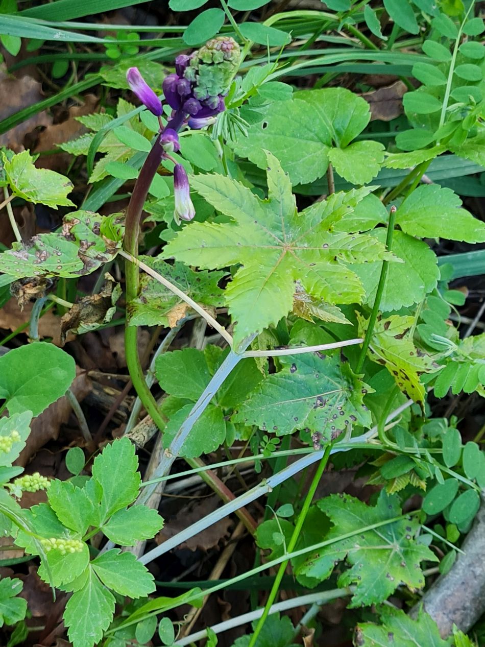 2023-01-28 48 Koili Lempa Coast.jpg