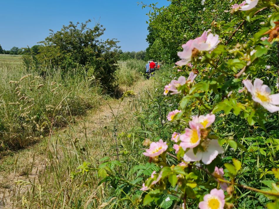 2023-06-14 11 Gillingham to Geldeston.jpg