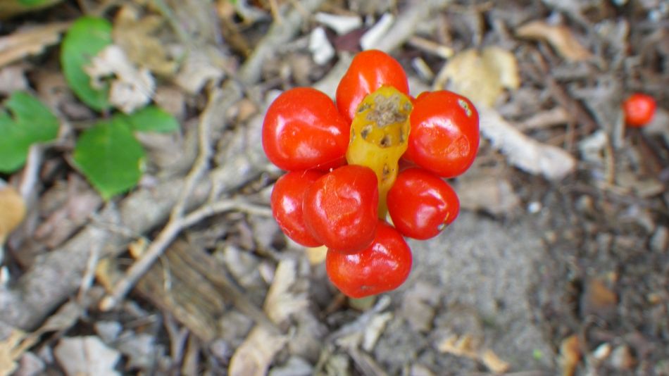 2017-07-18 01 Four Horseshoes Thornam Magna.jpg