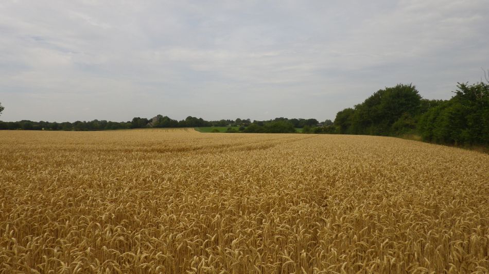 2017-07-18 06 Four Horseshoes Thornam Magna.jpg