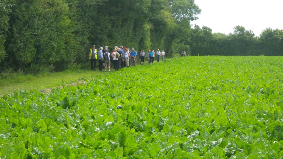 2017-07-18 09 Four Horseshoes Thornam Magna.jpg