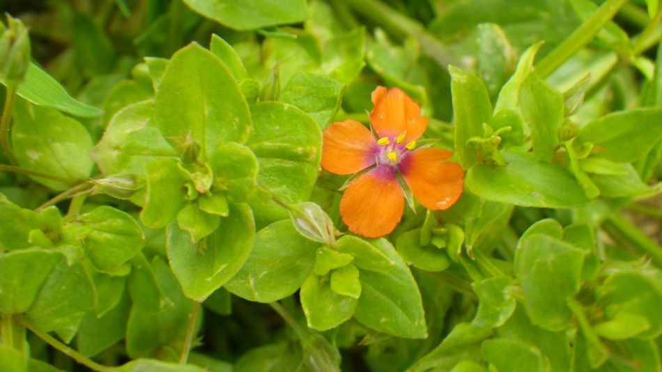 2017-07-18 10 Four Horseshoes Thornam Magna.jpg