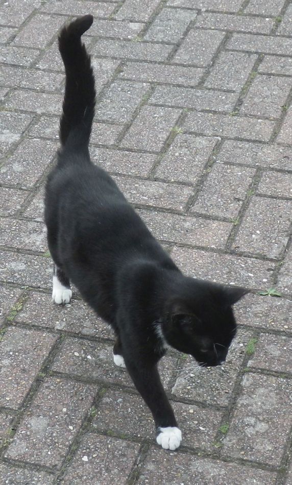 2018-05-16 03 Fressingfield.jpg