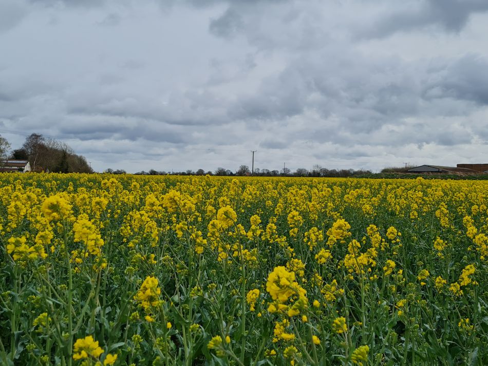 2022-04-06 08 Fressingfield.jpg