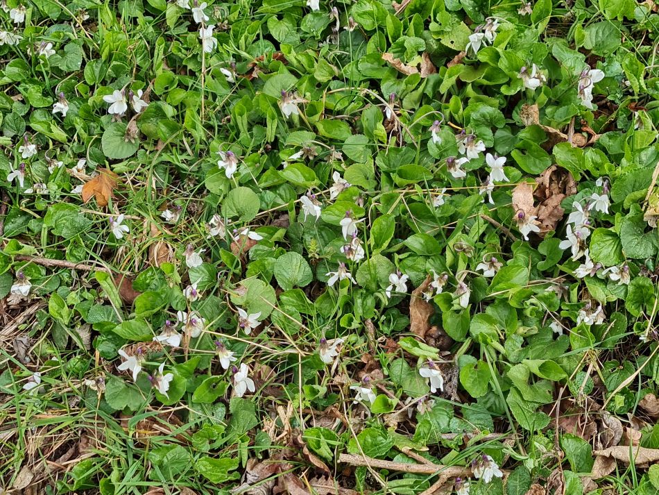 2022-04-06 11 Fressingfield.jpg