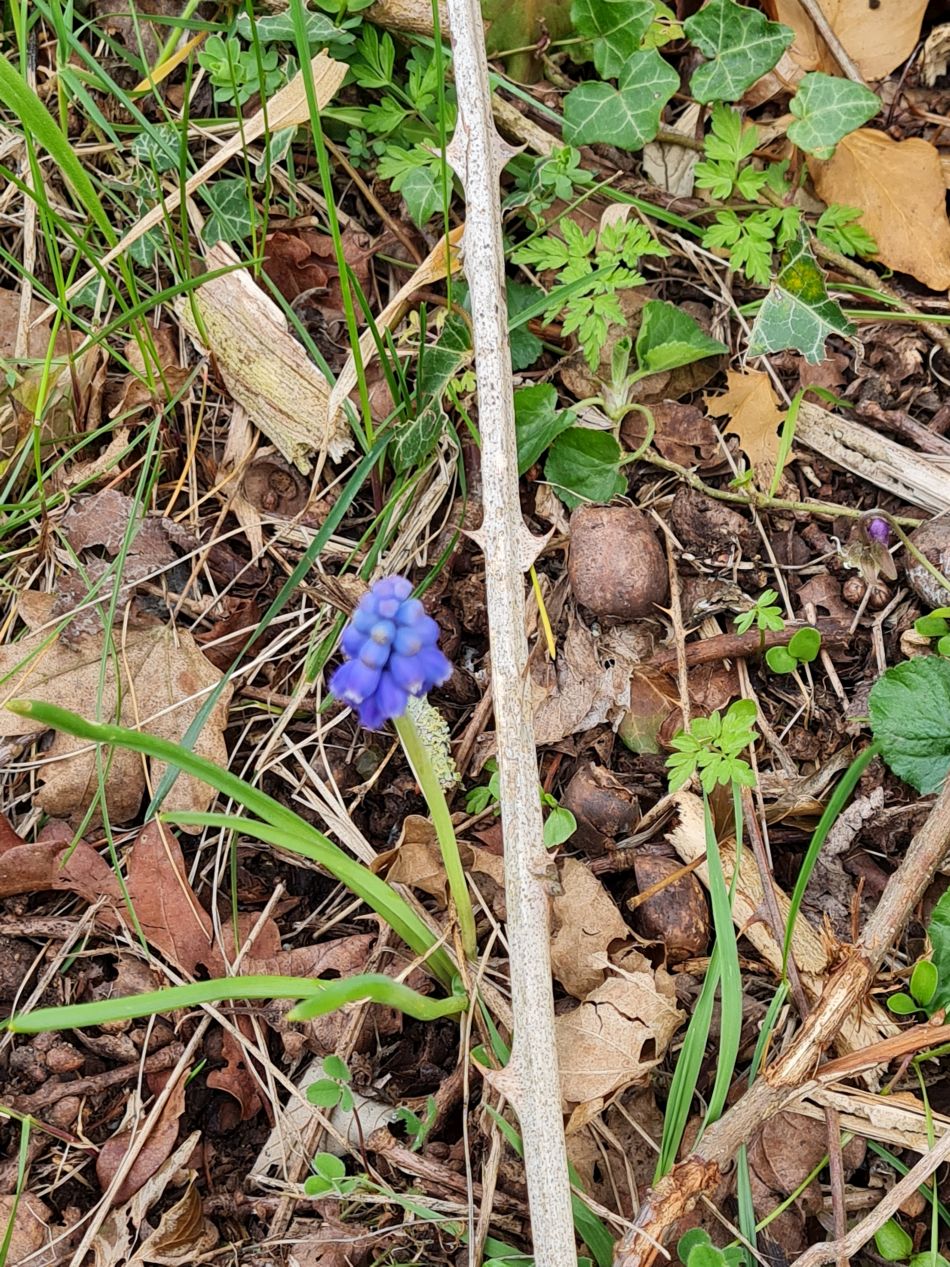 2022-04-06 12 Fressingfield.jpg