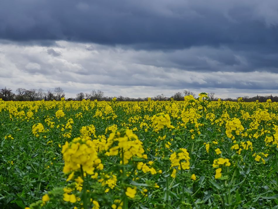 2022-04-06 15 Fressingfield.jpg