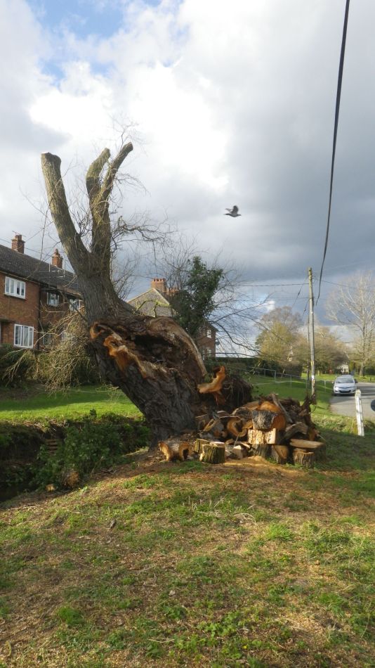 2019-02-18 03 Redlingfield Oak.JPG