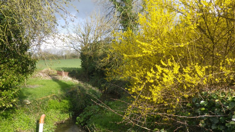 2019-02-18 04 Redlingfield Beck.JPG