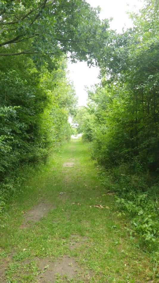 2020-07-02 02 Horham Reading Green Stradbroke.jpg