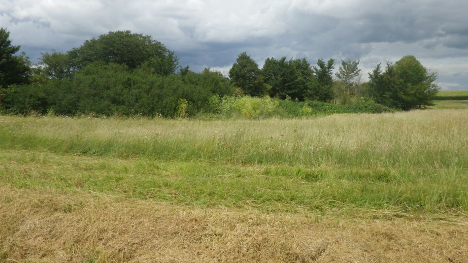 2020-07-02 10 Horham Reading Green Stradbroke.jpg