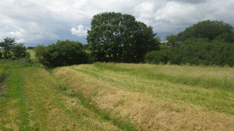 2020-07-02 11 Horham Reading Green Stradbroke.jpg