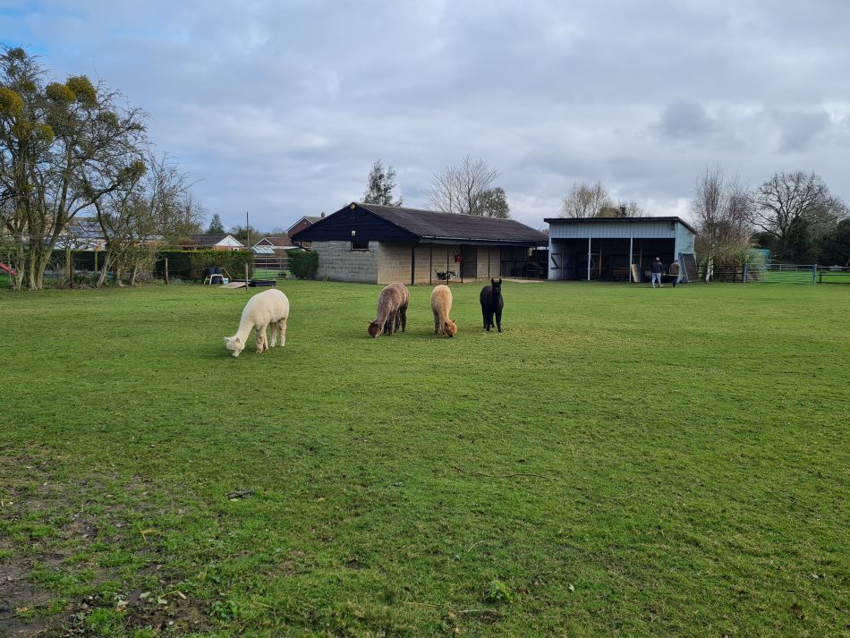 2024-02-26 04 Breckland Walkers at Mulbarton.jpg