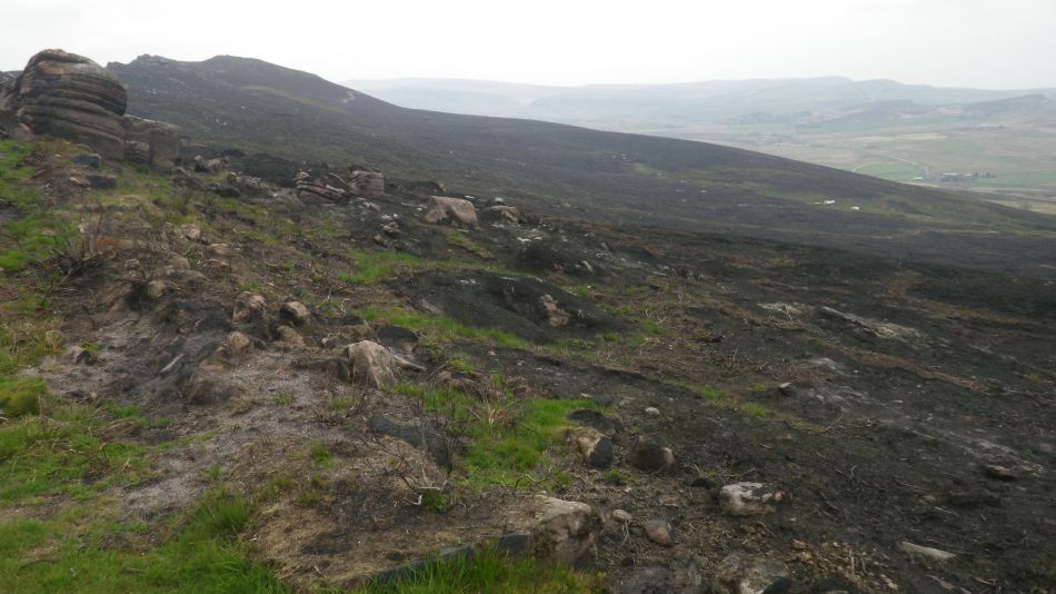 2019-05-01 30 Roaches.jpg