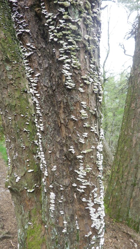 2019-05-01 44 Roaches.jpg